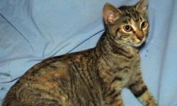 Domestic Short Hair - Adele - Medium - Young - Female - Cat
Adele is a quiet beautiful tiger.
CHARACTERISTICS:
Breed: Domestic Short Hair
Size: Medium
Petfinder ID: 24520547
ADDITIONAL INFO:
Pet has been spayed/neutered
CONTACT:
Finger Lakes SPCA of