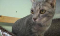 Domestic Short Hair - Ajax - Medium - Young - Male - Cat
I was a stray that came in on 04/26/12 I am neutered!!!
Adoption Process: HAHS has an adoption application that you can fill out if you are interested in one of our animals. Once we receive the