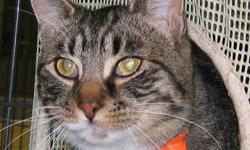 Domestic Short Hair - Alex - Medium - Young - Male - Cat
Hi! My name is Alex. I am a handsome young man waiting here at the shelter for my forever home. I am very playful and love to be around the other cats. While I like to be petted, I do prefer to not