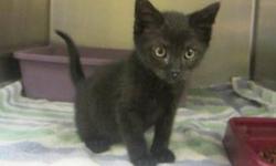 Domestic Short Hair - Alfred - Small - Baby - Male - Cat
CHARACTERISTICS:
Breed: Domestic Short Hair
Size: Small
Petfinder ID: 24242240
ADDITIONAL INFO:
Pet has been spayed/neutered
CONTACT:
Lollypop Farm, Humane Society of Greater Rochester | Fairport,