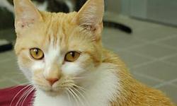 Domestic Short Hair - Alicia - Small - Baby - Female - Cat
Alicia is our 8 month old Domestic Short Hair mix...stop by the shelter and spend time with her to see if she is the right match for you. Alicia will thrive in a forever home and be your faithful