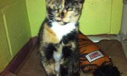 Domestic Short Hair - Amber - Medium - Baby - Female - Cat
Amber is around 12 weeks old and is cute as a button. She loves to climb and hang out with her kitten friends.
To meet this cat, please fill out an application online  or you may come in and fill