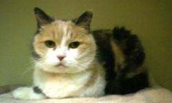 Domestic Short Hair - Angel - Medium - Senior - Female - Cat
I'm Angel. I am the braver of the two of us, but not by much. I was bought from the paper and then given up 2 years later when my owner was moving:( I am described as the sweetheart. I lived