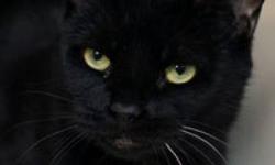Domestic Short Hair - Anise - Medium - Adult - Female - Cat
What You Need in Order to Adopt
When you are ready to visit the 92nd Street ASPCA Adoption Center, please note the following to facilitate the adoption process:
* You must be 21 years of age or