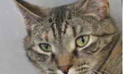Domestic Short Hair - Anna - Medium - Adult - Female - Cat
Anna came to us when her previous owners' family became allergic to her. Despite this harsh beginning, Anna still loves her people and is looking for her new forever home. With charm like hers,