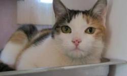 Domestic Short Hair - Anya - Medium - Adult - Female - Cat
DECLAWED Anya has been transferred to P.A.N. after landing at a local shelter. We have no idea of her past. She is a pretty, demure young lady, that seeks attention and TLC.
CHARACTERISTICS: