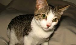 Domestic Short Hair - Arnie - Medium - Young - Male - Cat
Arnie is a very friendly, outgoing, fun kitten who would fit in well with any family. He gets along great with other cats as well as with friendly dogs. Cody is his brother and it would be great if