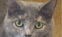Domestic Short Hair - Aubry - Medium - Adult - Female - Cat
Beautiful Aubry came to us when her previous owners could no longer take care of her. It's been determined that she has a disease associated with her urinary tract and, so, has to be on fairly