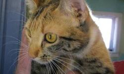 Domestic Short Hair - Autumn - Medium - Adult - Female - Cat
Autumn is a beautiful golden torbie with a blend of autumn colors. Young, friendly, social, she loves attention. She gets along with other cats, never lived with dogs but she's nice so she might