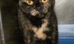 Domestic Short Hair - B.g. - Medium - Adult - Female - Cat
B.G. is a sweet friendly young cat, very social, loves people, other cats and friendly dogs. She's quiet and gentle, loves attention. Great companion cat. Healthy, spayed and up to date on all