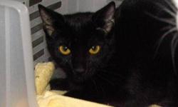 Domestic Short Hair - Bacon - Medium - Young - Female - Cat
Hi. My name is Bacon and I recently arrived at MHAA from a hoarding situation. I am really sweet and love to be pet. I also get along well with other cats and am up to date on all my shots. Come