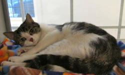 Domestic Short Hair - Bailey - Medium - Young - Female - Cat
Bailey is a beautiful pastel calico and is a tornado of activity. Her curiosity knows no bounds and she would love to have a playmate. Bailey lost one eye as a very young kitten but it has not