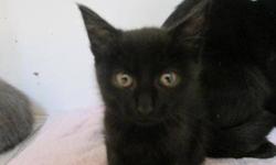 Domestic Short Hair - Bat - Medium - Baby - Male - Cat
Hi! My name is Bat! I'm brand new at MHAA. I'm a good kitten, and I love to play! I love toys and other kittens. I've heard I'll be getting a home soon and I'm excited, even though I don't know what