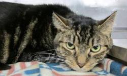 Domestic Short Hair - Beaner - Large - Adult - Female - Cat
CHARACTERISTICS:
Breed: Domestic Short Hair
Size: Large
Petfinder ID: 25299096
ADDITIONAL INFO:
Pet has been spayed/neutered
CONTACT:
Lollypop Farm, Humane Society of Greater Rochester |