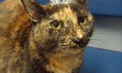 Domestic Short Hair - Bella - Medium - Adult - Female - Cat
My name is Bella and I was surrendered to the shelter in June 2012. I am a 2 year old female. I have a very playful personality and I love attention!
Adoption Process: HAHS has an adoption
