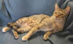 Domestic Short Hair - Bella - Medium - Adult - Female - Cat
My name is Bella and I was surrendered to the shelter in June 2012. I am a 2 year old female. I have a very playful personality and I love attention!
Adoption Process: HAHS has an adoption