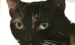 Domestic Short Hair - Bella - Small - Adult - Female - Cat
I am a sweet young adult who loves to be petted and have attention. I am a petite, and clean kitty and get along with other nice cats. Please stop by the MIDDLETOWN PETSMART and see how pretty I