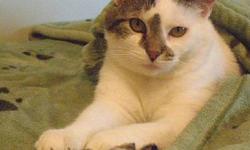 Domestic Short Hair - Betsy - Medium - Young - Female - Cat
Dumped in the Country !
Betsy was born in 2008and is also affectionately known as 'Tank'. : ) She is a character. She comes when she is called, and loves to be pet. The only thing she asks is