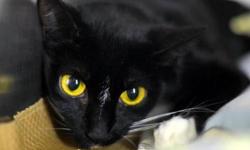 Domestic Short Hair - Betty - Small - Adult - Female - Cat
Betty is a little shy at first but give her a chance and she'll becomes very friendly once she gets to know you.
She isn't a great fan of being picked up and held as she has things to do! She has