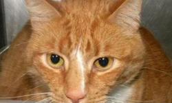 Domestic Short Hair - Big Bill*at Petsmart* - Large - Senior
***AT PETSMART***Hi, my name is Big Bill! I'm a big, handsome, 7 year old, neutered male, orange tiger and white cat. I'm sweet and lovable but a little shy in new situations. I love to be