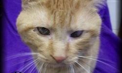 Domestic Short Hair - Birdie - Medium - Adult - Female - Cat
CHARACTERISTICS:
Breed: Domestic Short Hair
Size: Medium
Petfinder ID: 25475141
ADDITIONAL INFO:
Pet has been spayed/neutered
CONTACT:
Lollypop Farm, Humane Society of Greater Rochester |