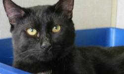 Domestic Short Hair - Black - Al - Medium - Adult - Male - Cat
(No. 669) I'm called Al. I'm an adult male all black cat with a little spot of white on my chest. I'm at the shelter with my pal, Capone. We are shy fellows but friendly. Shelter living just