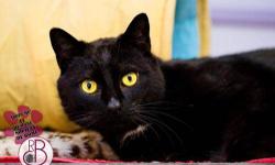 Domestic Short Hair - Black - Alana - Medium - Adult - Female
Hi, my name is Alana! I'm a beautiful, 6 year old, female, black kitty. I'm loving and affectionate and I love to talk and be talked to. The staff calls me the 'greeter cat' because I love to