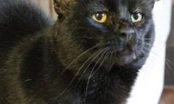 Domestic Short Hair - Black - Alberto - Medium - Adult - Male
Alberto is a big handsome cat that was living in a feral cat colony in Lake Placid. We had been helping to trap, neuter and release some of the feral cats to get the colony population under