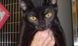 Domestic Short Hair - Black - Amadeus - Medium - Young - Male
AMADEUS DOMESTIC SHORT HAIR BLACK ARRIVED 02/13/13 @ 10 LBS @ ONE-YEAR-OLD MALE Amadeus is a sweet and loving young cat that was found on top of a heating vent, trying to get warm, in the city