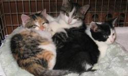 Domestic Short Hair - Black and white - Amber, Duffy, And Max
These 3 kittens were rescued at 6 weeks and are now happy, healthy, active babies. Amber, the girl is polydactyl on her front feet, Max is the smallest and works to keep up.
CHARACTERISTICS: