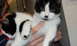 Domestic Short Hair - Black and white - Baxter - Medium - Baby
Baxter is a friendly young boy looking for a forever home. Please contact Barb at 315-343-2959 for more info on adoption
CHARACTERISTICS:
Breed: Domestic Short Hair-black and white
Size: