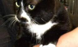 Domestic Short Hair - Black and white - Binya*at Petsmart*
***AT PETSMART***Hi, my name is Binya! I'm a big, beautiful, 5 year old, spayed female, black and white kitty. I'm friendly and curious and I love to explore. I can't wait to get a home of my own!