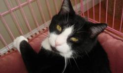 Domestic Short Hair - Black and white - Bobby - Medium - Adult
Bobby is the strong silent type. He is super sweet and loves to be petted and brushed (check out his video). He loves hanging out with his friend Boots. He is looking for a quiet home where he