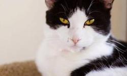 Domestic Short Hair - Black and white - Bruno - Medium - Adult
This fella is very lovable with occasional shyness. As long as you give him time to adjust to new situations, he comes out of his shell. He loves to chase jungle balls and hang out with other