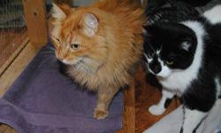 Domestic Short Hair - Black and white - Charlie And Luci - Large
Charlie and Luci came to us together from the same home when their person's life abruptly changed and she had to move in to care for an elderly parent and could not bring her cats with her.
