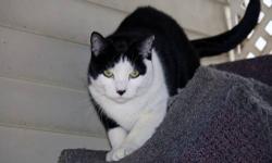 Domestic Short Hair - Black and white - Cody - Large - Adult
I abandoned at a local veterinarians office and have been named CODY. I'm a Male, neutered, Black & White Short Hair who's about 3 years old. I'm a little timid at first, but I have a Large,