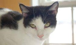 Domestic Short Hair - Black and white - Costello - Medium
Hi My name is Costello my brother's name is Abbott. I was rescued as 1 of 12 tiny kittens from a city demolition site in 2004. I have grown up to be a strong and cuddly boy. I am smart and devoted,