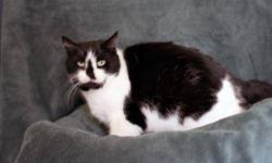 Domestic Short Hair - Black and white - Cotton - Medium - Adult
Cotton is a pretty 5 year old white and black cat and an absolute DOLL! Found in January in a HavahartÂ® trap, she is around five years old, but still looks and acts very much like a kitten.