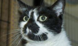 Domestic Short Hair - Black and white - Cruise - Medium - Adult
Cruise is a sweet, calm and friendly cat who happens to be blind. She was rescued with 35 other cats from a local hoarding situation. Cruise gets around just fine, and she likes other cats