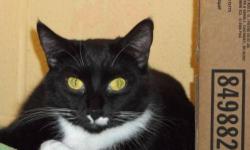 Domestic Short Hair - Black and white - Danika - Medium - Adult
She does well with other quiet cats, but she still has some play in her! She likes the calmer homes.
CHARACTERISTICS:
Breed: Domestic Short Hair-black and white
Size: Medium
Petfinder ID: