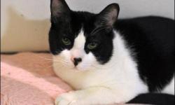 Domestic Short Hair - Black and white - Dante - Small - Adult
Age: 2 years
Sex: Male
Breed: Domestic Shorthair
Hey, I?m Dante! I?m a handsome young boy who was found as a stray, but the shelter thinks I must have been around people at some point because I