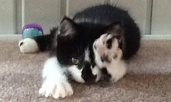 Domestic Short Hair - Black and white - Dinozzo - Medium - Baby
Littermates Gibbs and Dinozzo are friendly and playful kittens ready for a forever home. Please contact Barb at 315-343-2959 for more info on these kittens.
CHARACTERISTICS:
Breed: Domestic