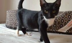 Domestic Short Hair - Black and white - Dolly And Denver
Dolly and Denver were rescued from a back yard in Sunnyside! They are 3 months old very sweet and social! Both are negative for FELV/FIV! Both love other cats!
CHARACTERISTICS:
Breed: Domestic Short