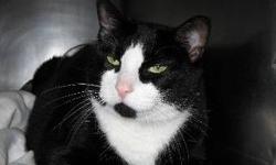 Domestic Short Hair - Black and white - Domino - Medium - Adult
Domino is a gentle and sweet 2 year old Male.
CHARACTERISTICS:
Breed: Domestic Short Hair-black and white
Size: Medium
Petfinder ID: 25457574
ADDITIONAL INFO:
Pet has been spayed/neutered