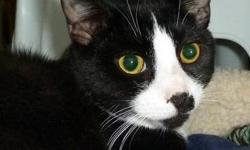Domestic Short Hair - Black and white - Domino - Medium - Young
Hello, I'm Domino! My mother and I along with my two brothers were abandoned by our previous owner on the shelter's doorstep. I am very friendly and love to run around and play with all the