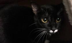 Domestic Short Hair - Black and white - Domino - Medium - Young
Hello, I'm Domino! My mother and I along with my two brothers were abandoned by our previous owner on the shelter's doorstep. I am very friendly and love to run around and play with all the