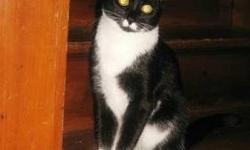 Domestic Short Hair - Black and white - Elsie - Small - Young
Elsie is a sweet and very pretty little black and white cat who is estimated to be about 1-2 years old. She is a shy cat, but warms up quickly and loves to be petted. She is currently fostered