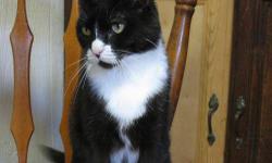 Domestic Short Hair - Black and white - Fajita - Medium - Adult
Fajita is a laid-back female cat who can be distinguished by the white triangle marking on her face. She likes lofty spaces and gets along with the other cats in the Cat Room.