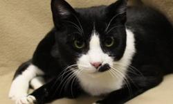 Domestic Short Hair - Black and white - Fizzles - Medium - Young
Mr Fizzles is a bit reserved until hes comfortable with his surroundings. He is good with other cats as long as they dont try to dominate him. We think he might be OK with easy going, cat