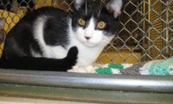 Domestic Short Hair - Black and white - Frazier - Medium - Young
Frazier is about 8 months old on 11/26/12, and is a friendly, happy boy that gets along well with other cats. Frazier is neutered!!!!
CHARACTERISTICS:
Breed: Domestic Short Hair-black and